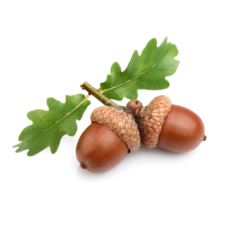 Dried Acorns with Leaves image Rochester New Testament Church of God